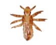 Head lice nymph