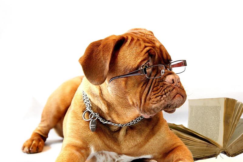 Dog with book