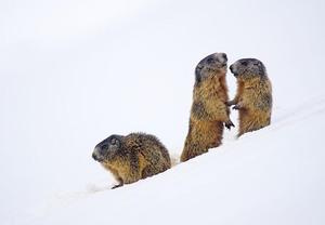 marmot-2366423_640.jpg