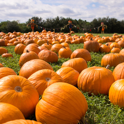  Pumpkins