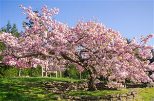 Sakai Cherry Tree 