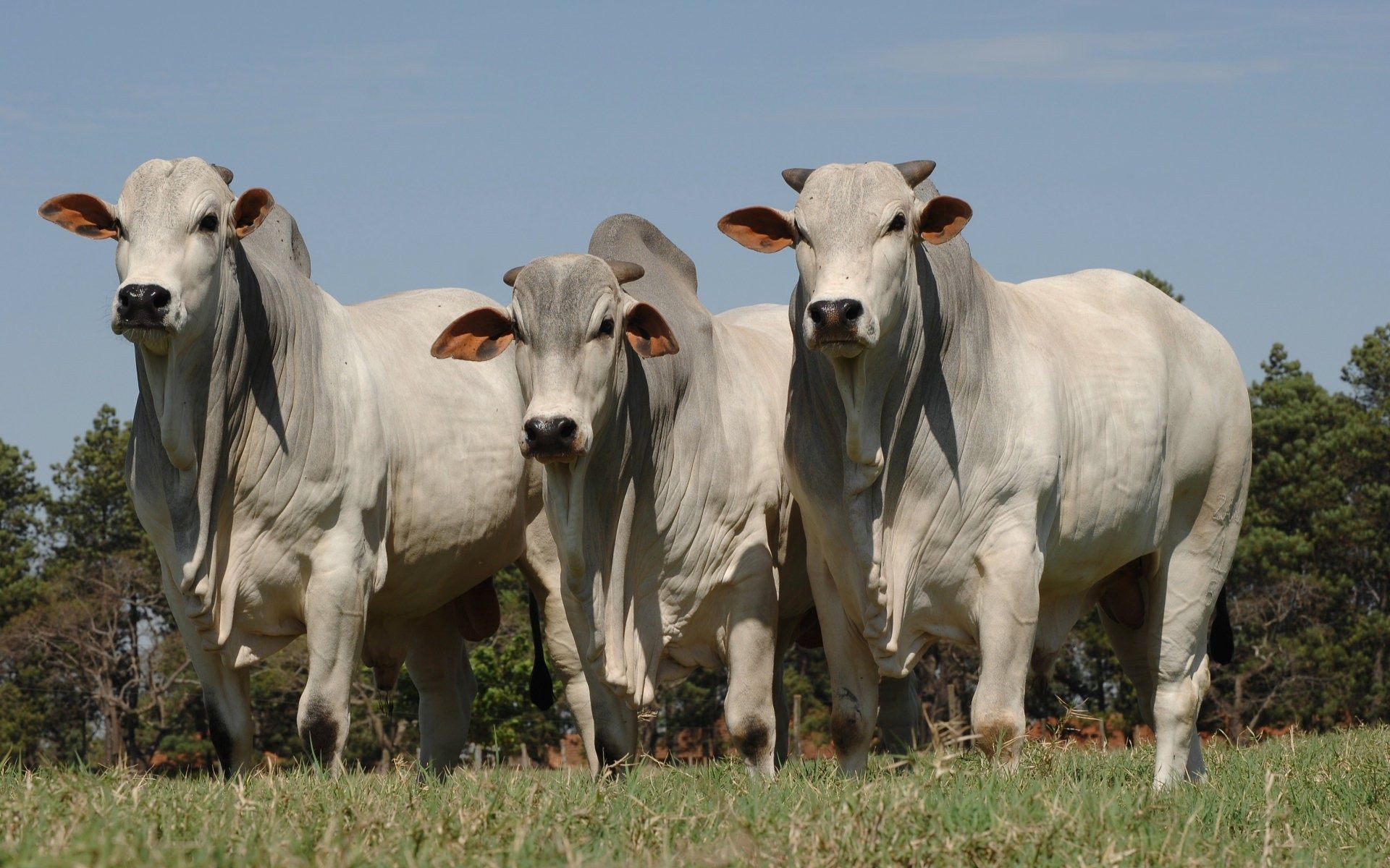 Brahma Cows