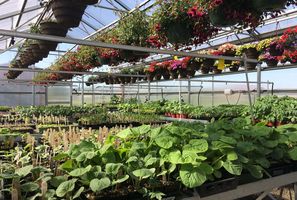 inside a greenhouse