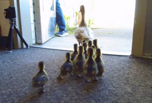 ducklings walking behind mama duck at Prairie Mountain