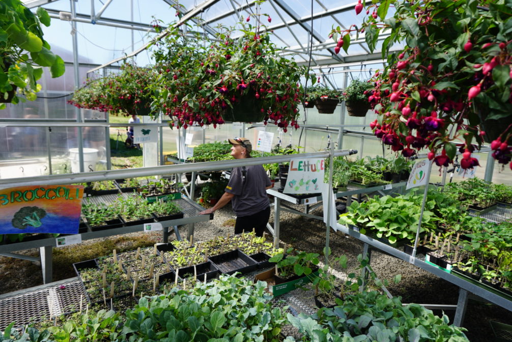 Bethel Farm inside of greenhouse