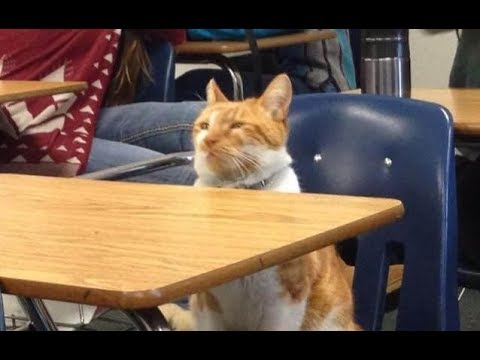 Cat Going to School