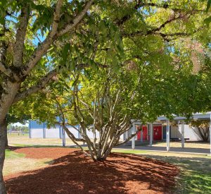 tree at Shasta Middle School