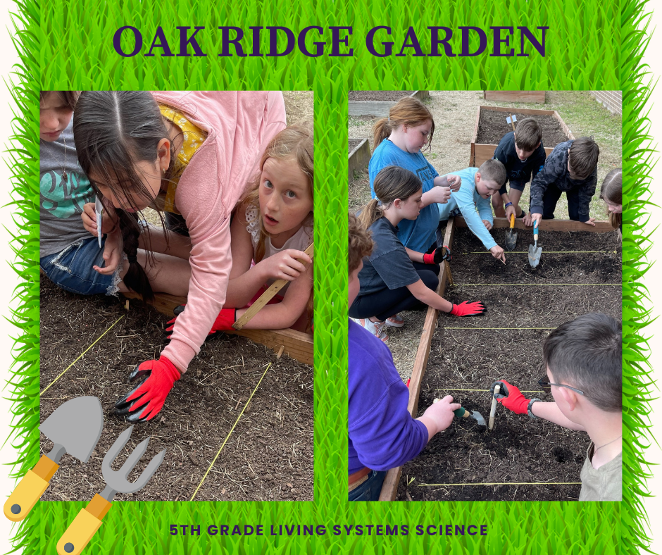 5th graders gardening