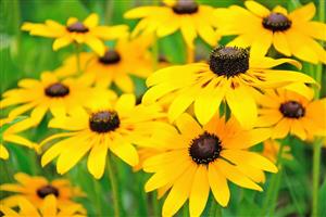 Black Eye Susan 