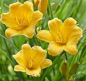 Daylily 