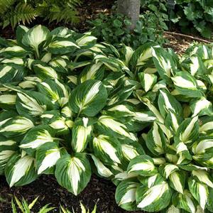 Hosta 