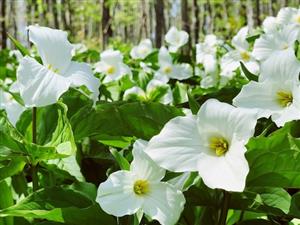 Trillium 