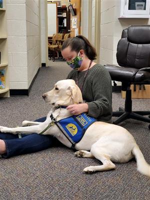 Alfie, therapy dog