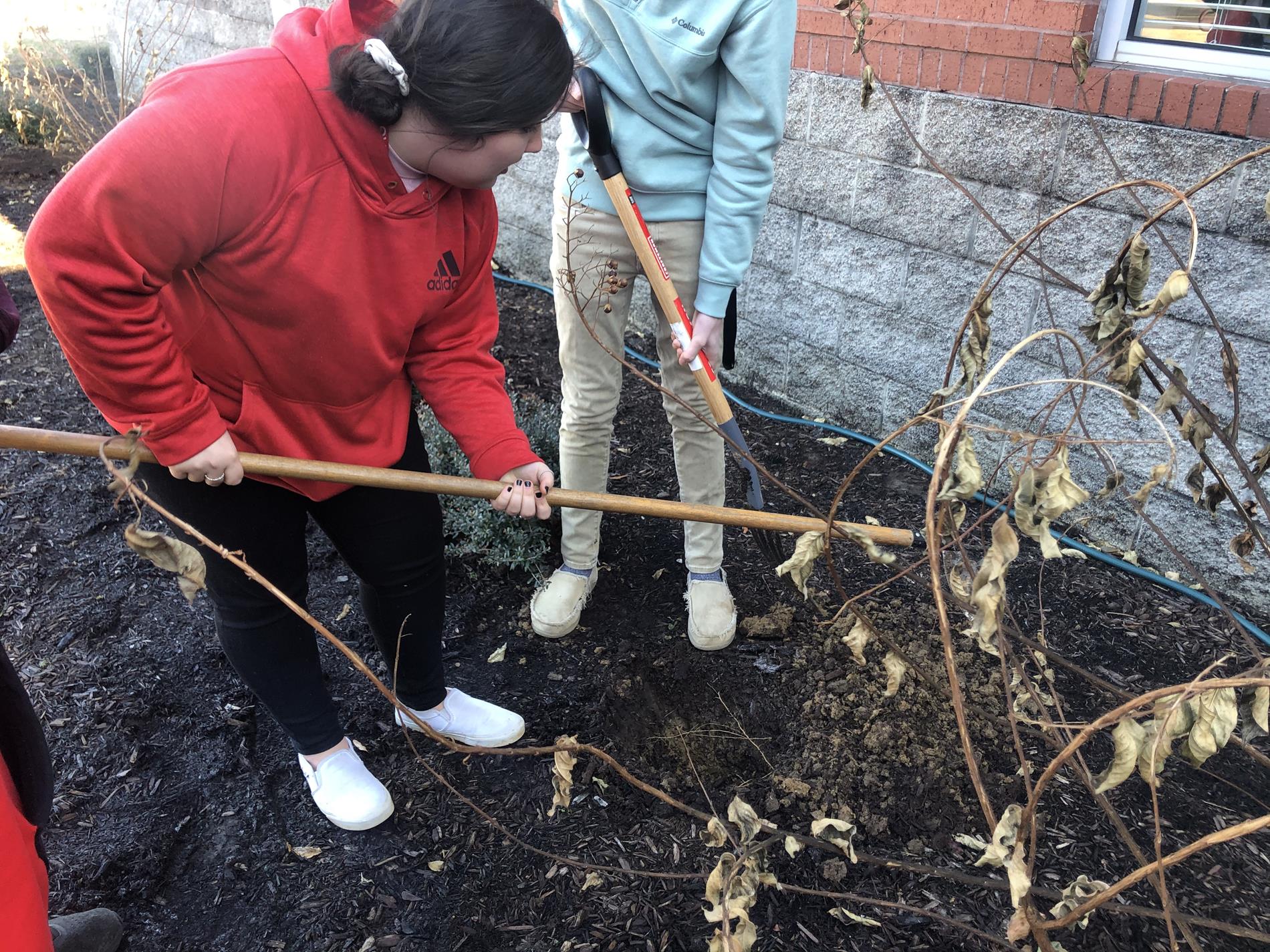 Digging The Hole For The Daffodils
