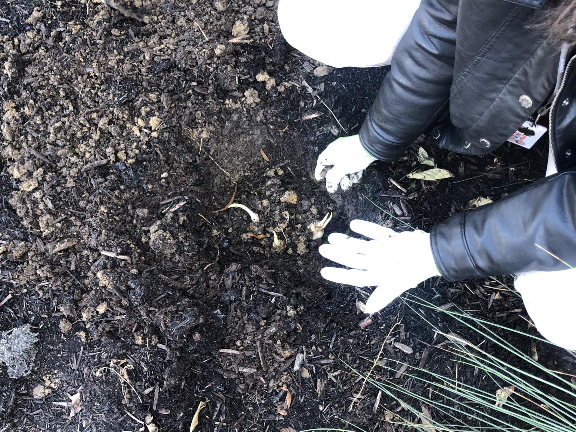 Placing Daffodils Bulbs In The Ground