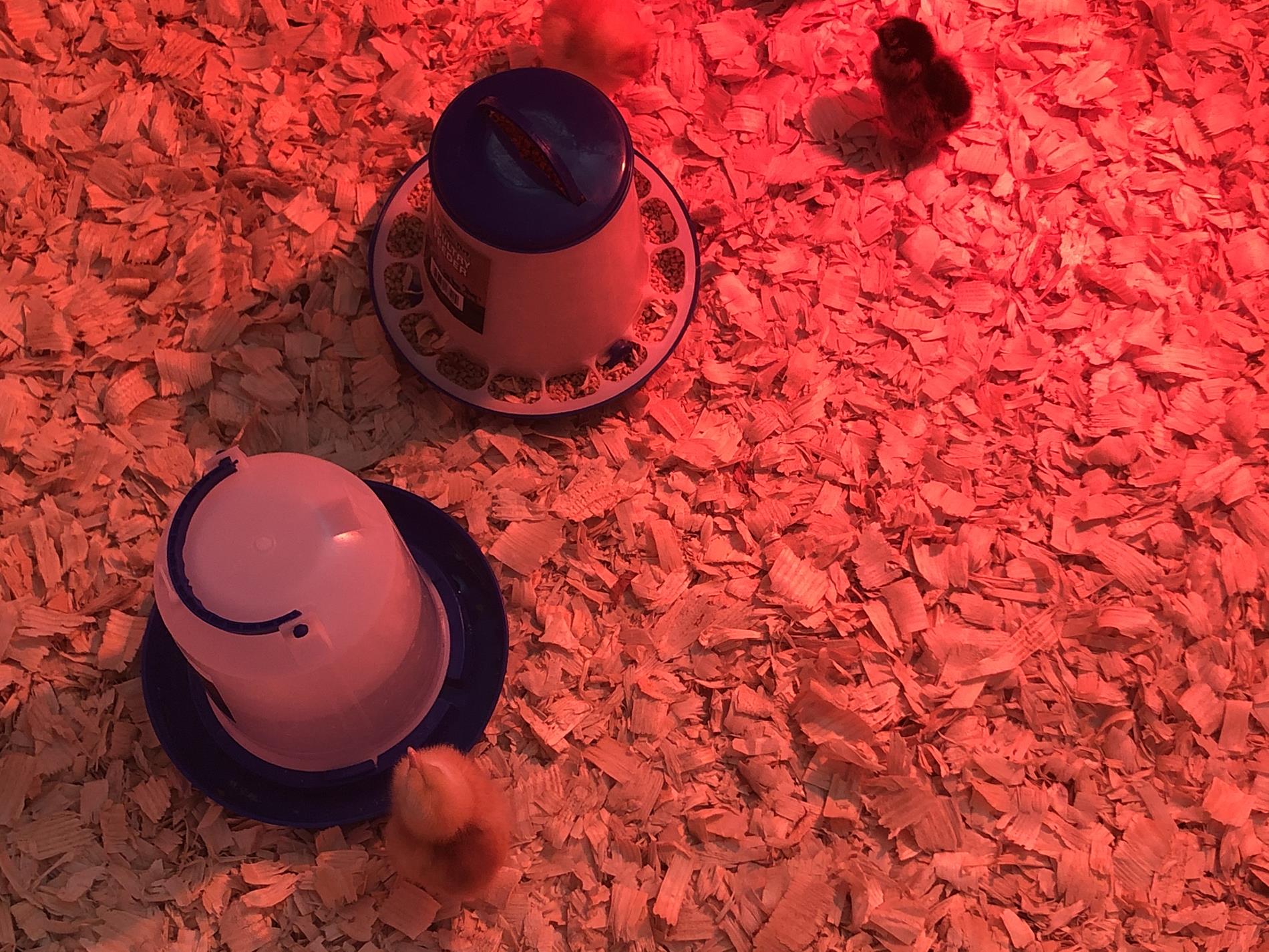 Taking Care of Baby Chicks In a Red Lit Up Area. There Was a Baby Chick Drinking Water