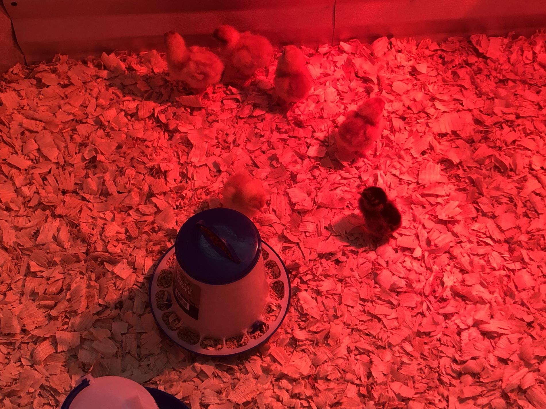 Taking Care of Baby Chicks In a Red Lit Up Area 