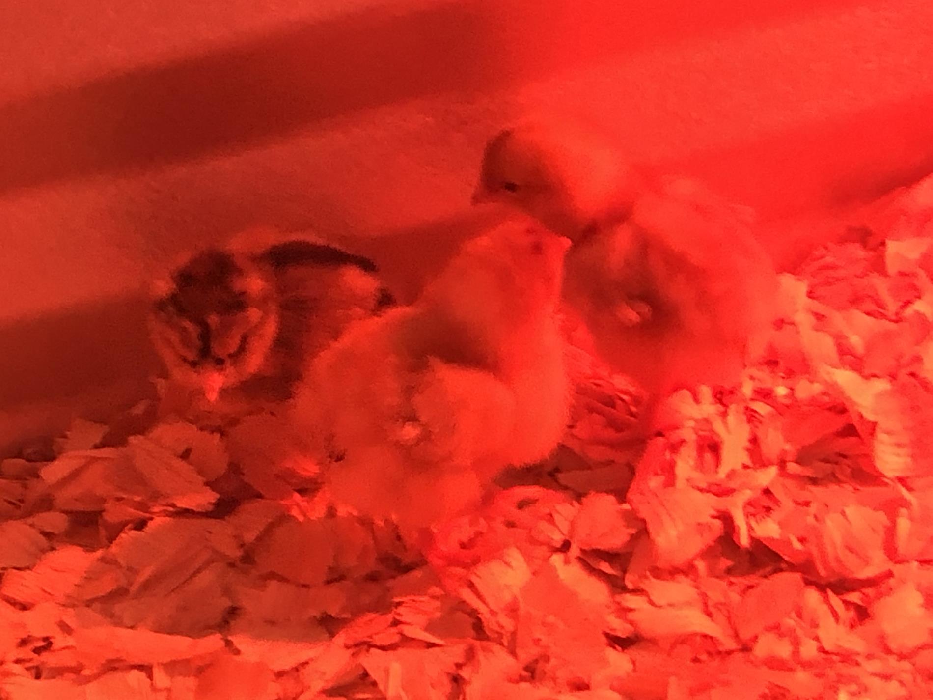 Taking Care of Baby Chicks In a Red Lit Up Area 