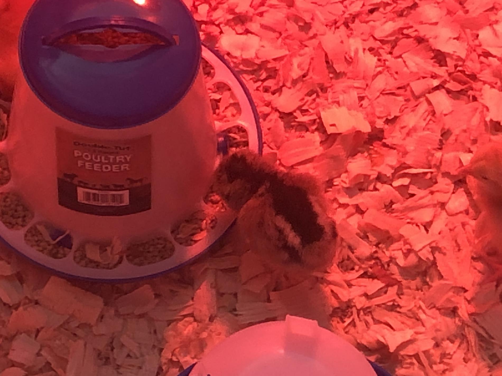 Taking Care of Baby Chicks In a Red Lit Up Area. This Baby Chick Was Eating.