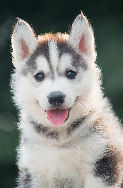 husky