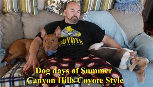 dog days of summer dog days of summer