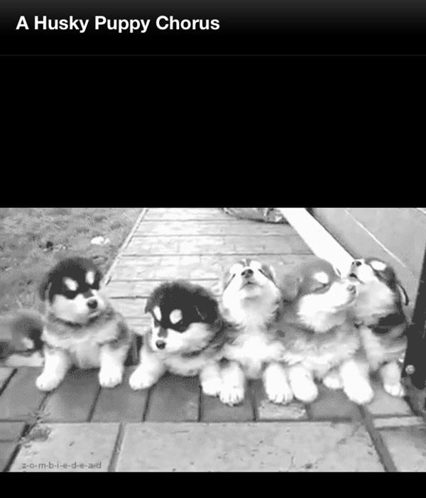 Husky Puppy Chorus