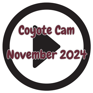 coyote camm video november 2024