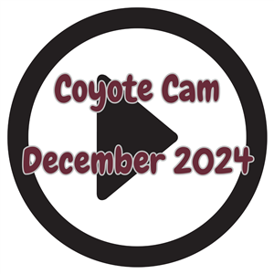 coyote cam december 2024