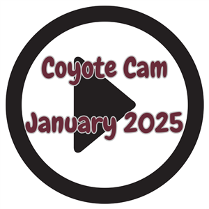 coyote cam  january 2025