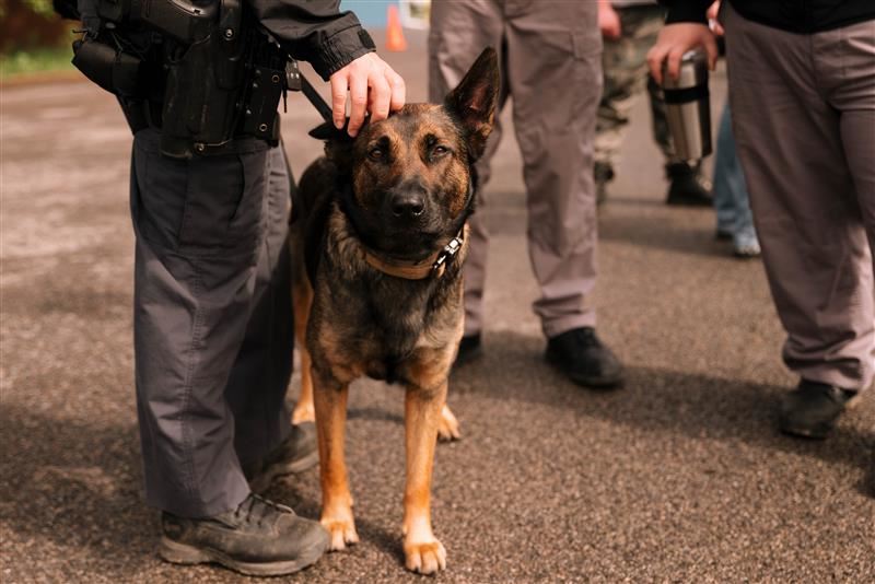 A sheriff's K9 dog visits students during the Armed Forces and Public Safety Expo