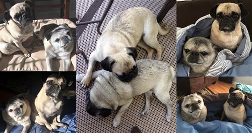  Maddie and Mila collage 