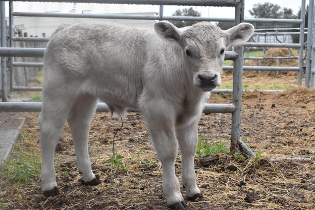 Light gray bull calf 