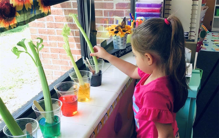 student observing celery sticks in colored water