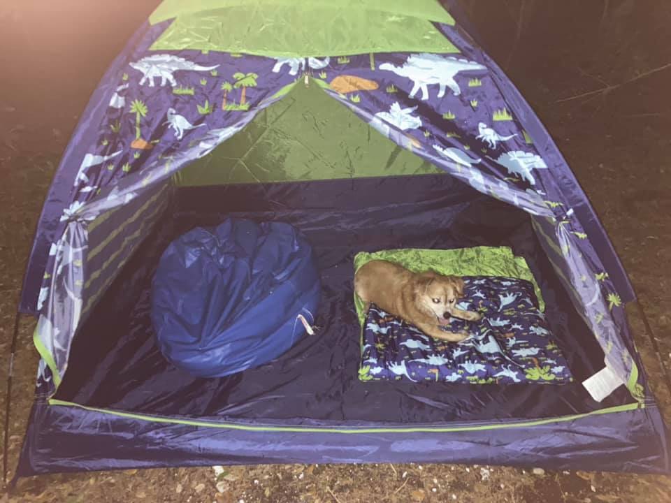 brown dog in a ten on a sleeping bag