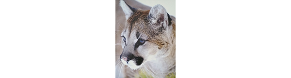 School Logo School Logo