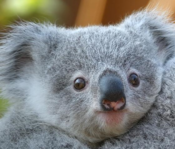 Koala Cam (San Diego Zoo)