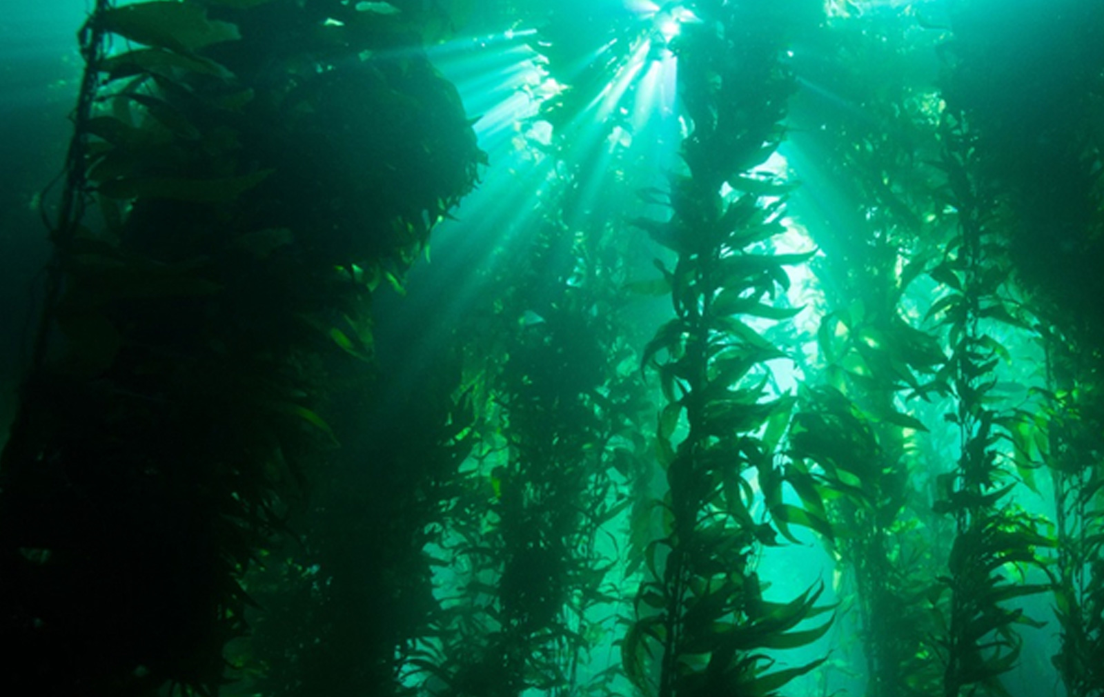 kelp forest cam