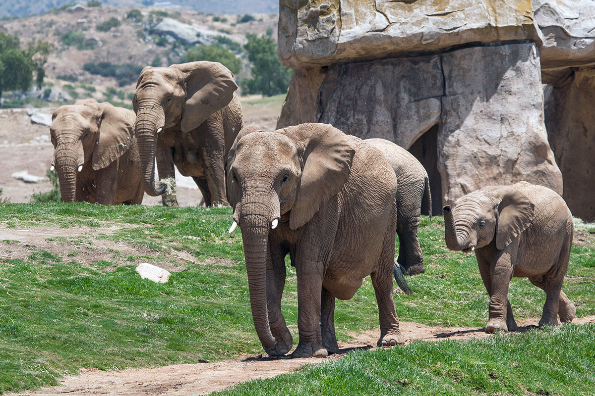 elephant cam