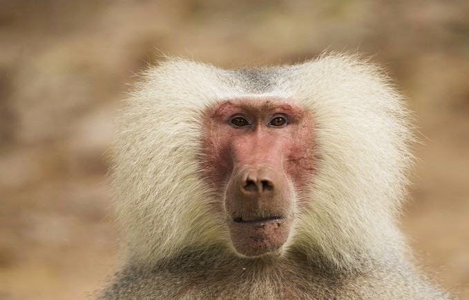 baboon cam