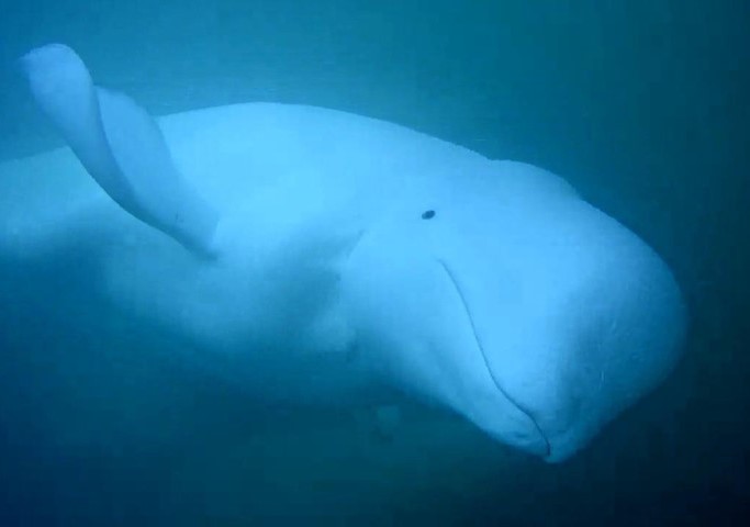 beluga whale