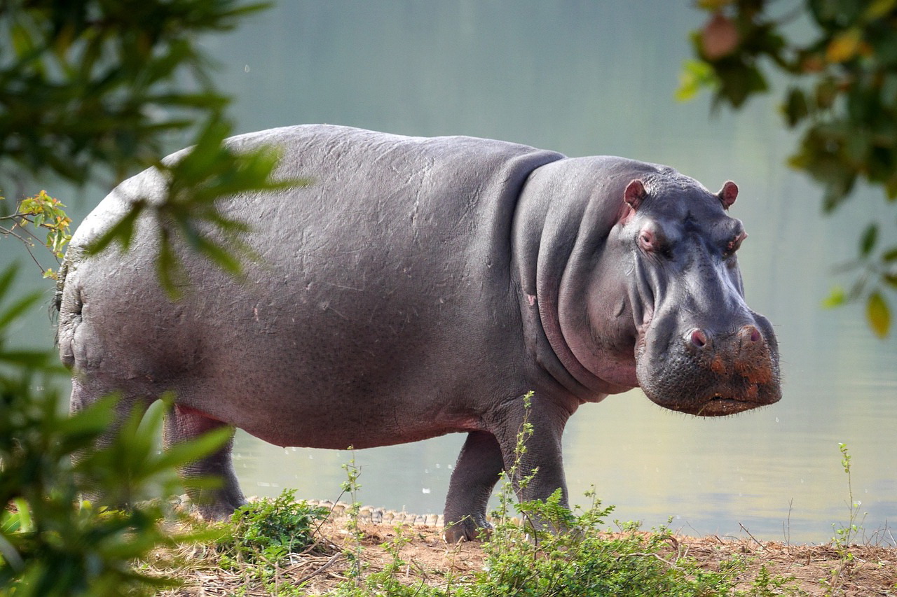 hippo cam