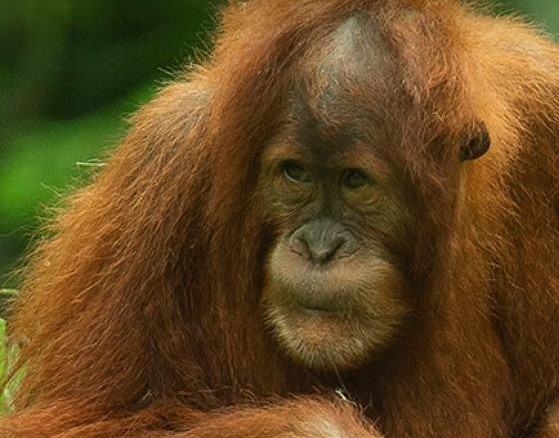 Ape Cam (San Diego Zoo)