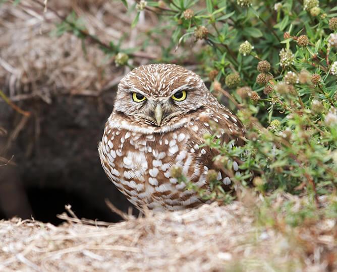 owl cam