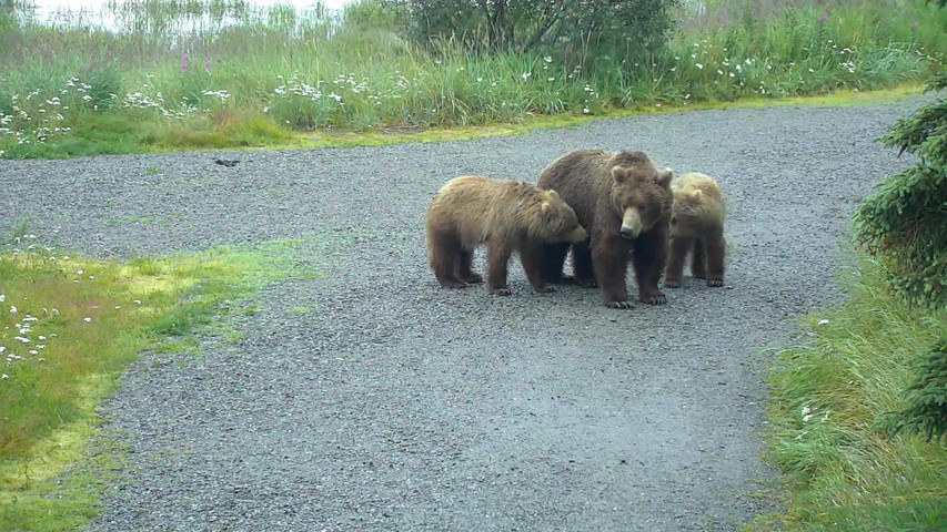 brown bear cam