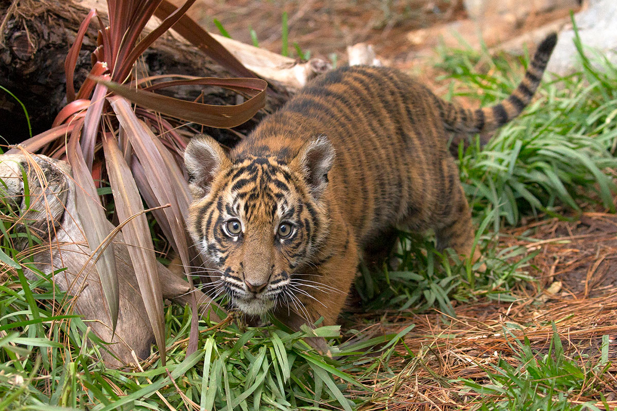 tiger cam