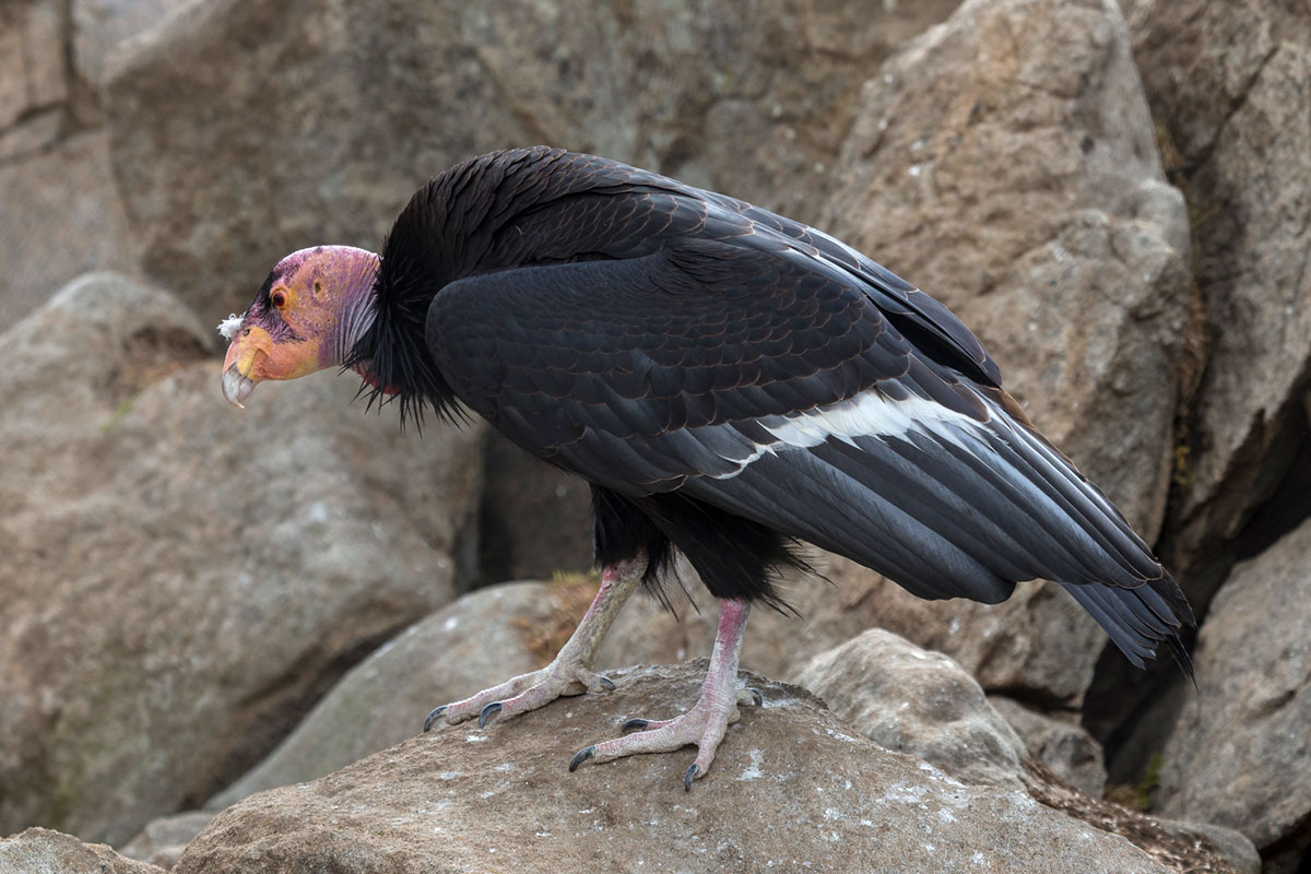 condor cam