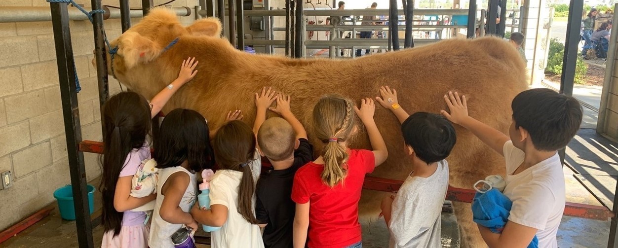 Elementary students at Ag Farm with cow 