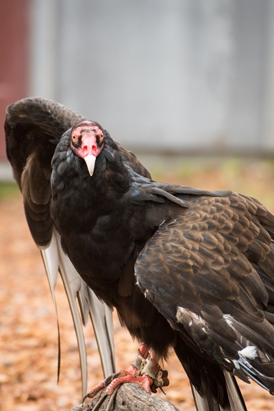 turkey vulture