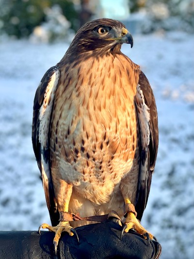 Image of Red-tailed Hawk