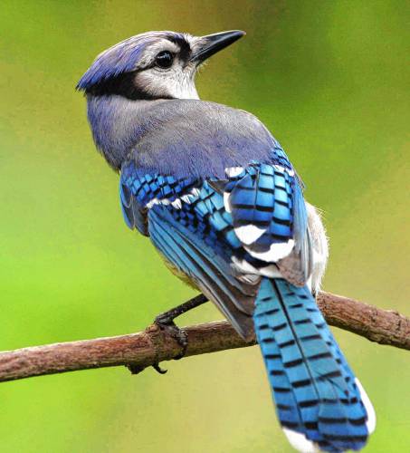 Blue Jay Picture